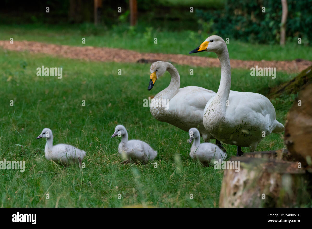 Whooper swans with cygnets, Schleswig-Holstein, Germany , (Cygnus cygnus) Stock Photo