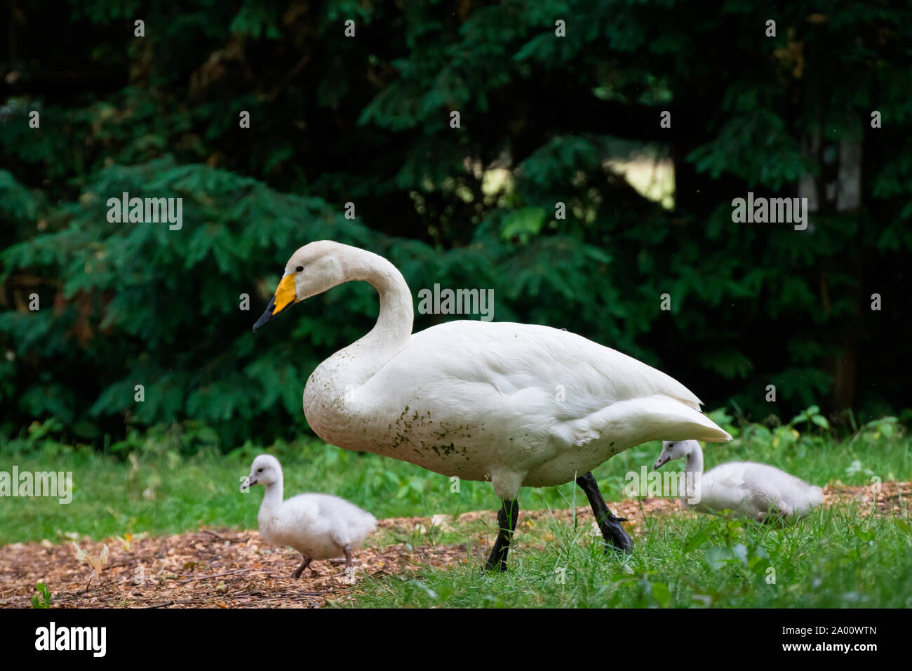 Whooper swan with cygnets, Schleswig-Holstein, Germany , (Cygnus cygnus) Stock Photo