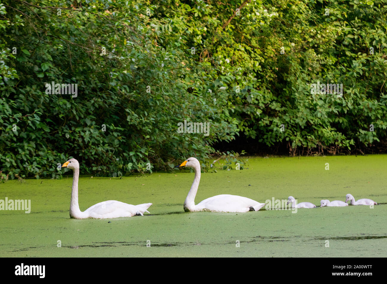 Whooper swans with cygnets, Schleswig-Holstein, Germany , (Cygnus cygnus) Stock Photo