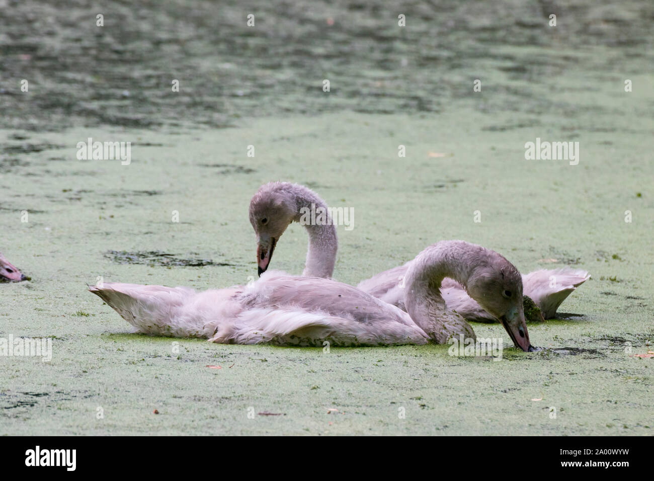young Whooper swans, Schleswig-Holstein, Germany , (Cygnus cygnus) Stock Photo