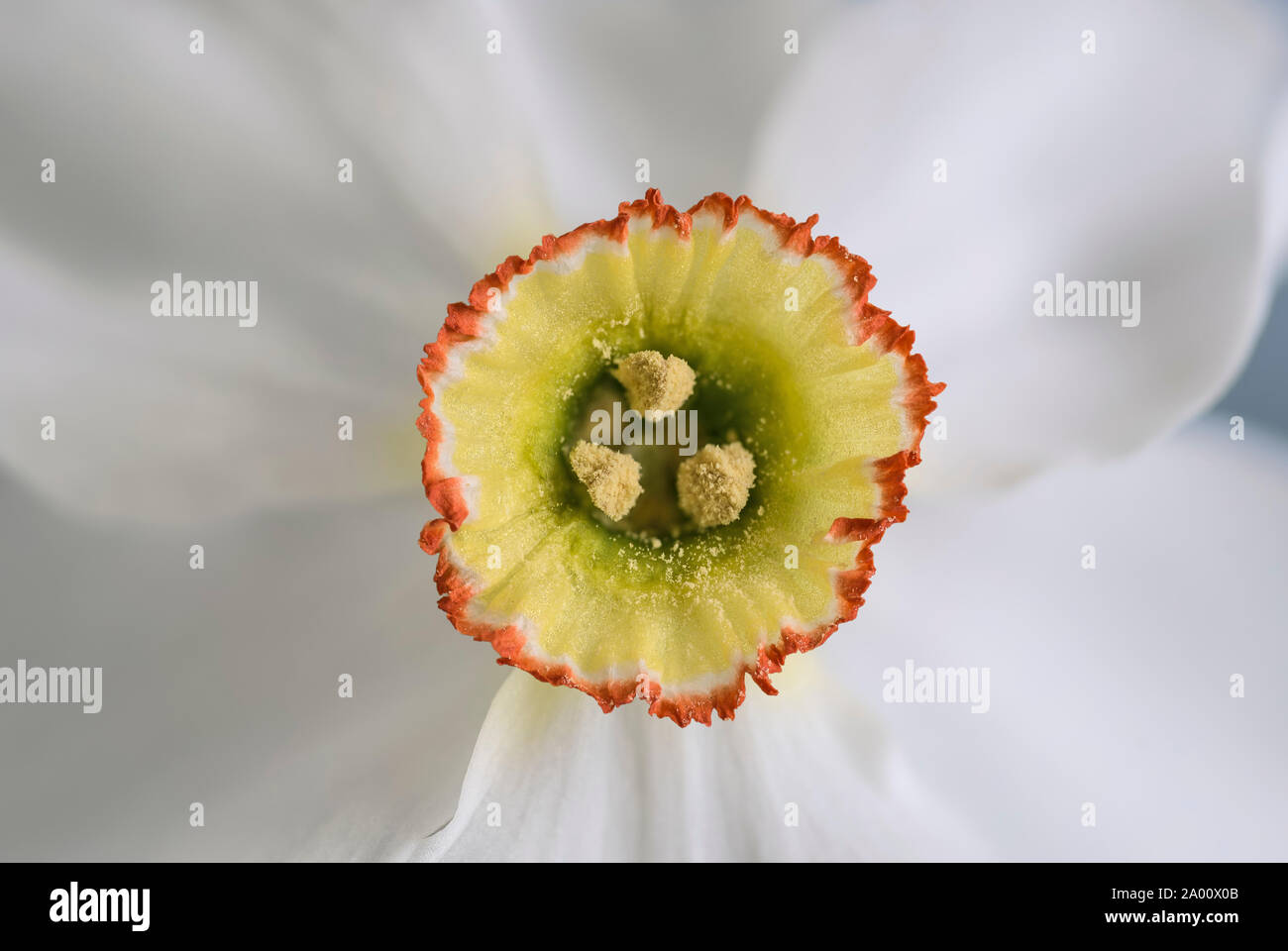 poet's daffodil, Europe, (Narcissus poeticus) Stock Photo