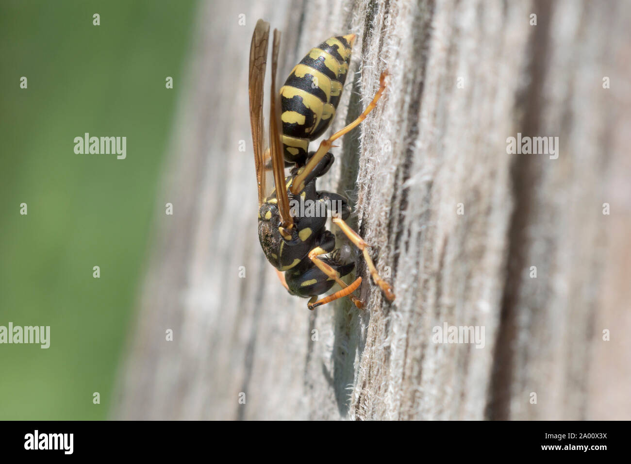 European paper wasp, Natural park Munden, Lower Saxony, Germany (Polistes dominula), M Stock Photo