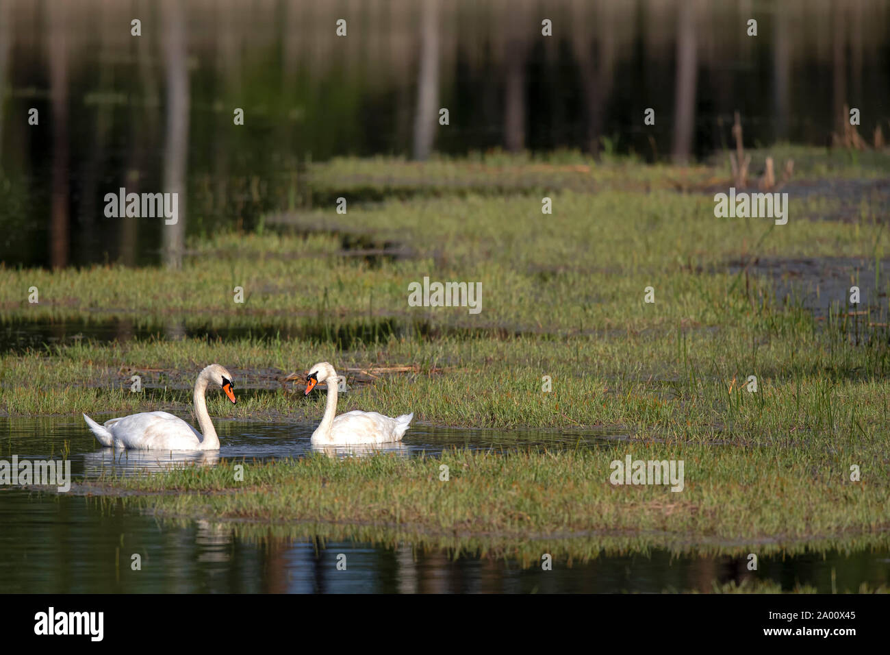 Mute Swans, Lusatia, Saxony, Germany, (Ardea cinerea) Stock Photo