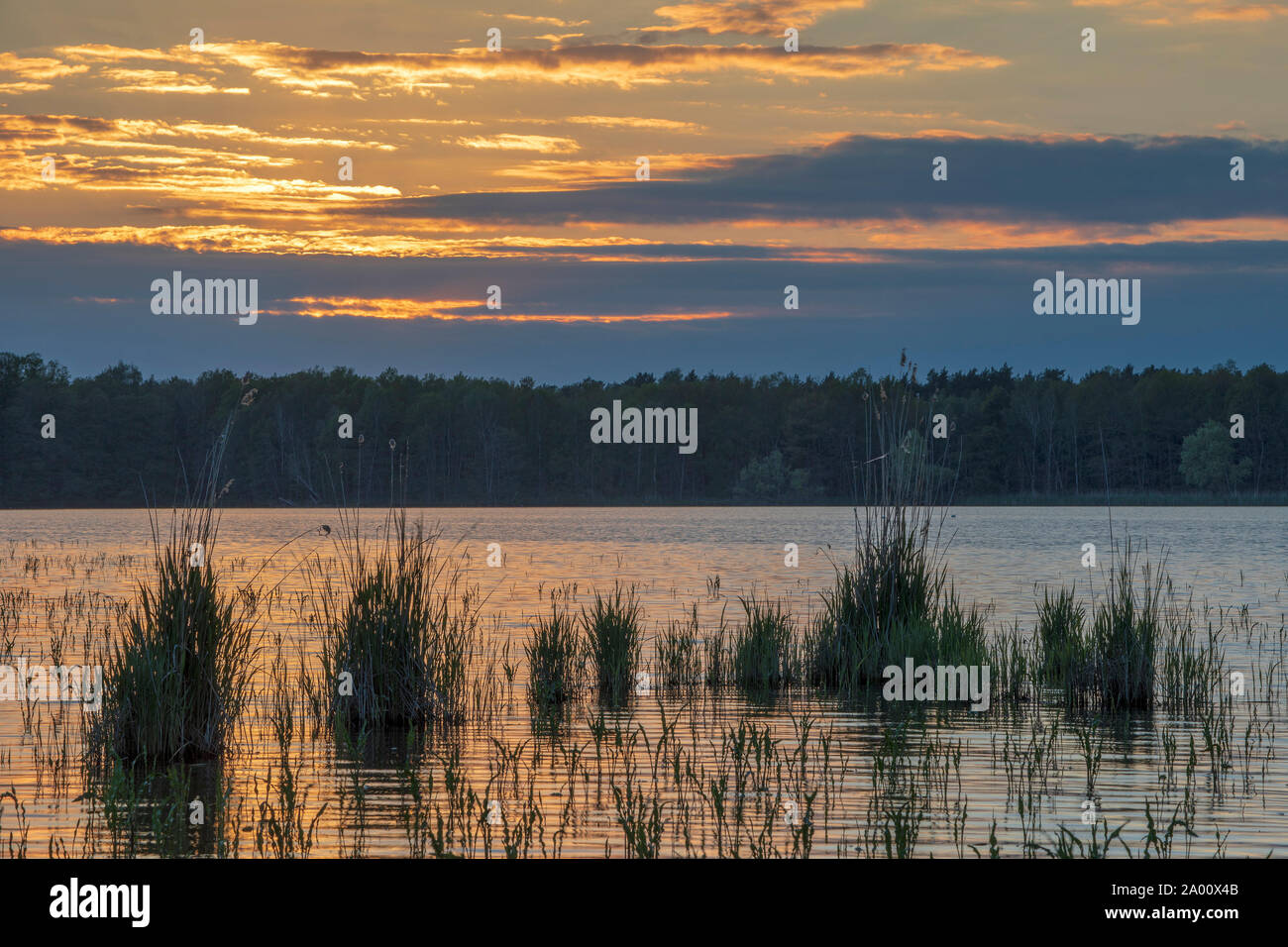 Lake, Lusatia, Saxony, Germany Stock Photo