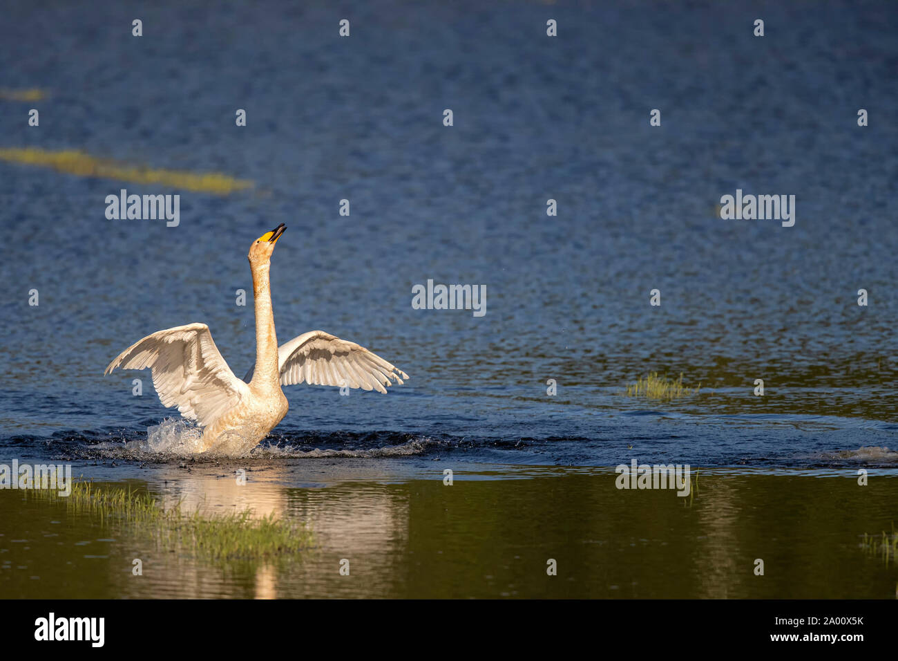 Whooper Swan, Lusatia, Saxony, Germany, (Cygnus cygnus) Stock Photo