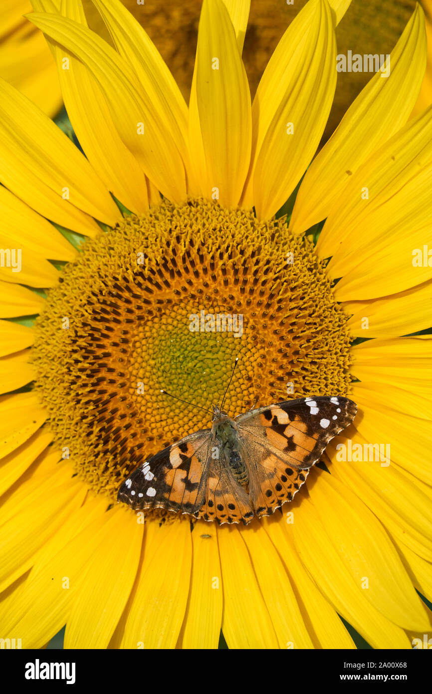Vanessa butterfly of the thistles (Vanessa cardui) in Malaga, Andalusia. Spain Stock Photo