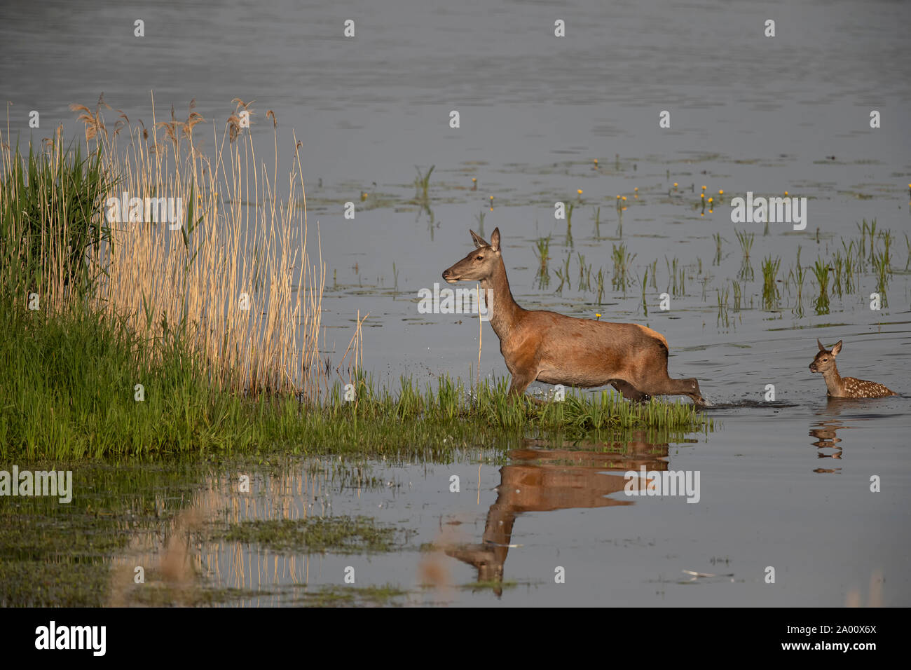 Red Deer, hind with young, Lusatia, Saxony, Germany, (Cervus elaphus) Stock Photo
