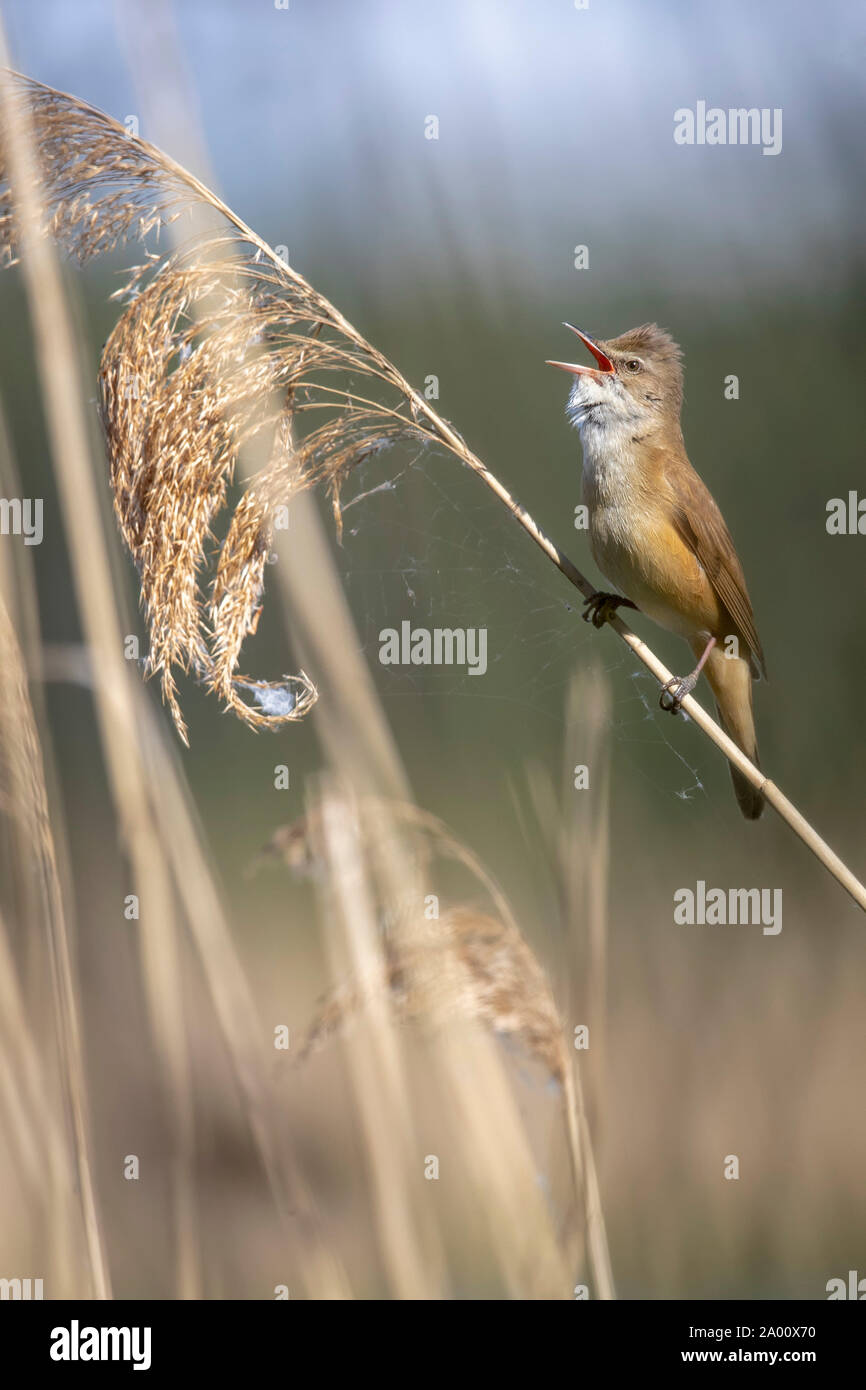 Great Reed Warbler, Lusatia, Saxony, Germany, (Acrocephalus arundinaceus) Stock Photo