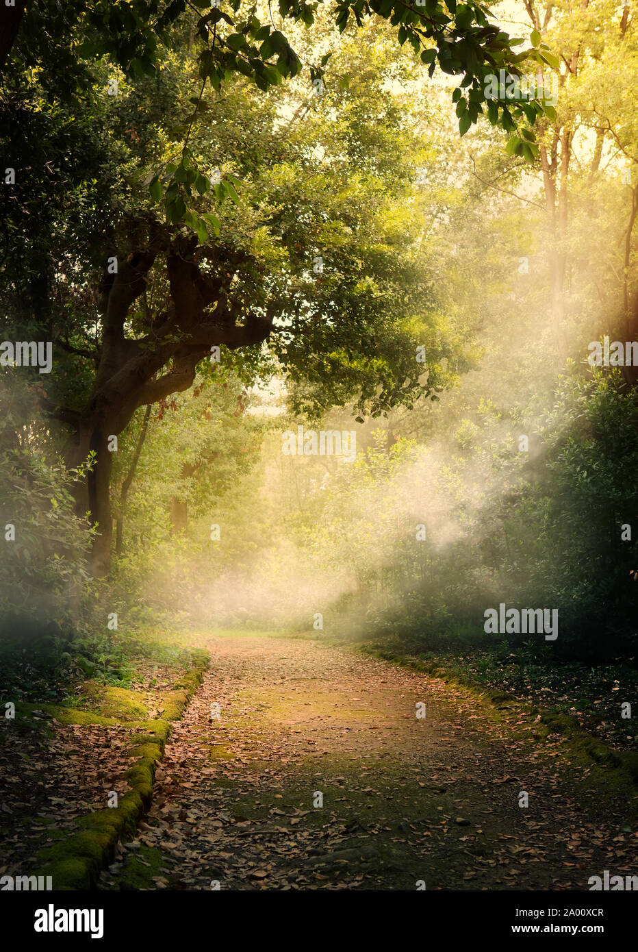 Old trail in the Autumnal forest Stock Photo - Alamy