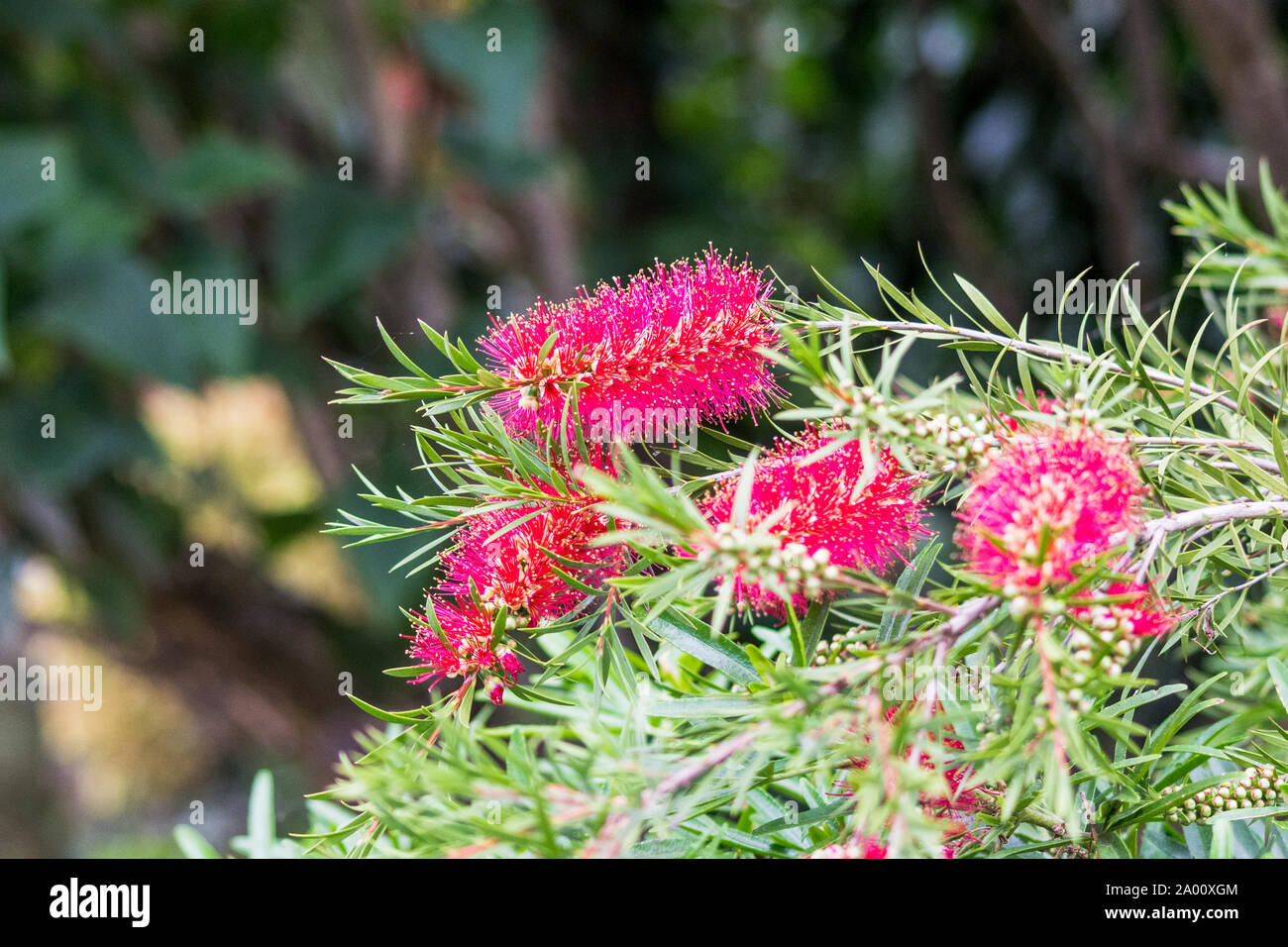 Distinctive red cylinder of flowers on the bottlebrush plant, Callistemon citrinus or Metrosideros citrina Stock Photo