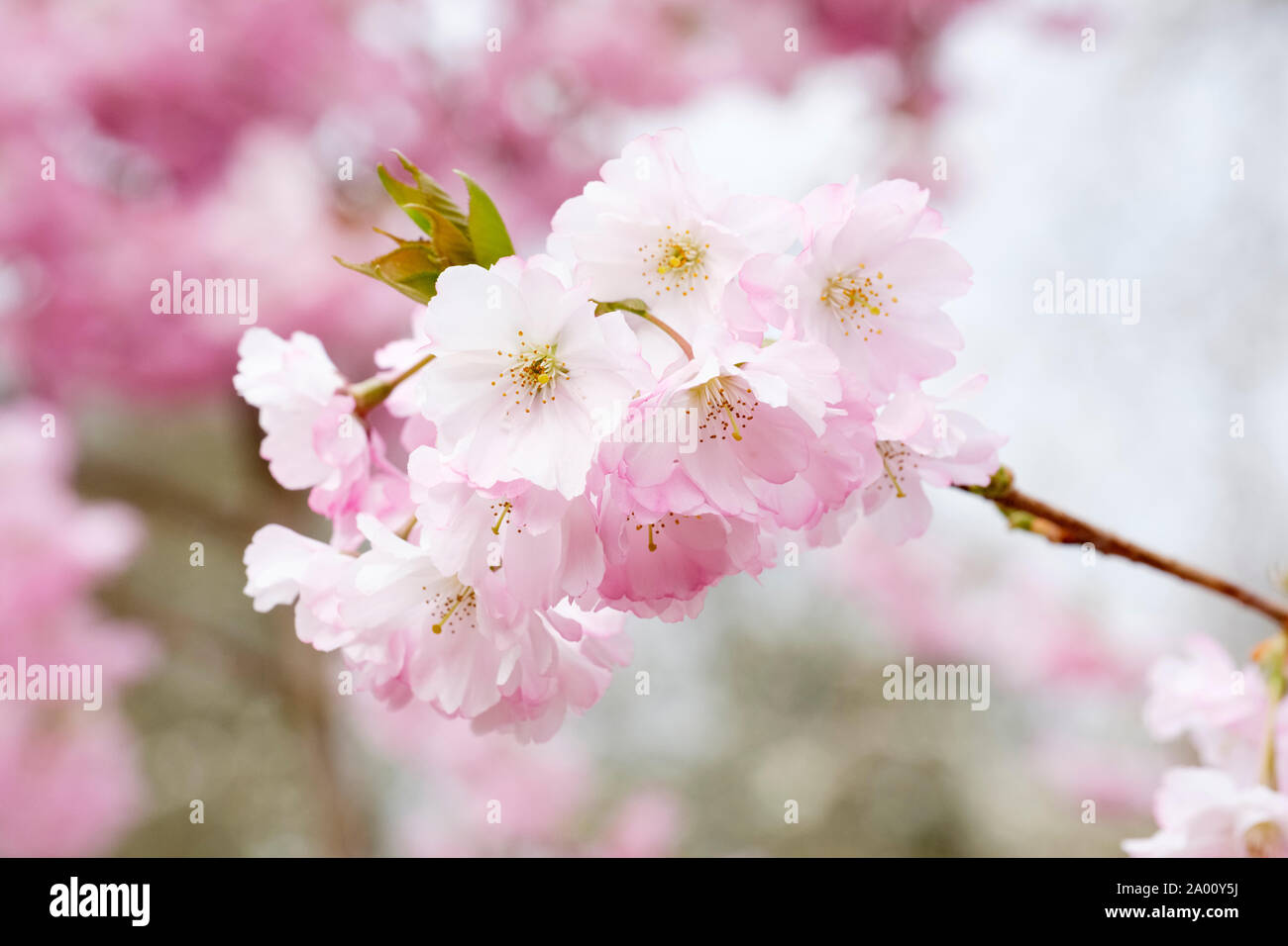 Close-up of pale pink blossom of spreading cherry tree, Prunus 'Accolade'or Cherry 'Accolade'. Stock Photo