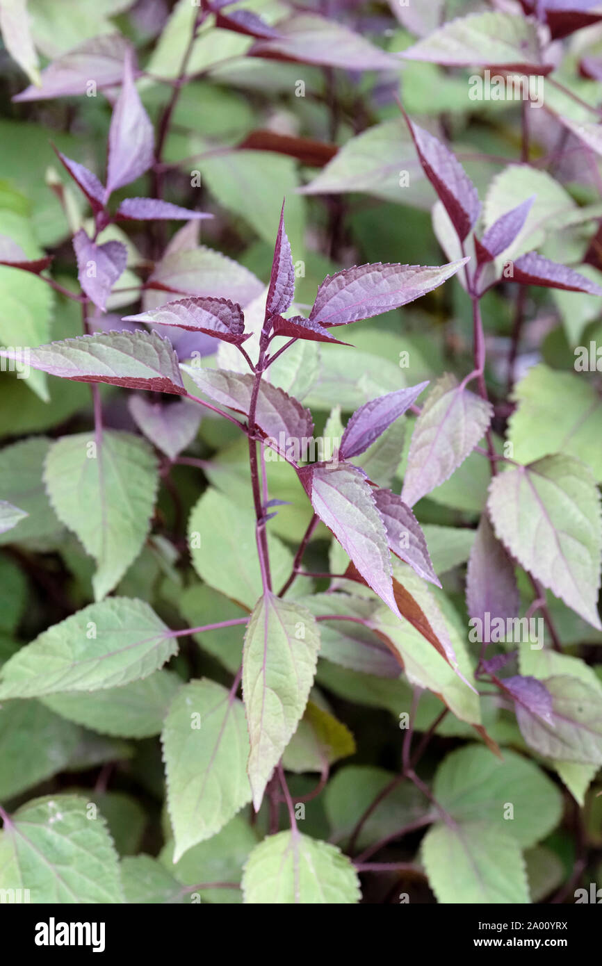 Dark-chocolate tinged leaves of the purple stemmed Ageratina altissima 'Chocolate', White snakeroot 'chocolate' Stock Photo
