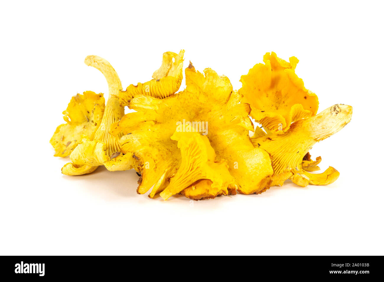 Raw fresh organic chanterelle mushrooms, golden yellow skin from forest in natural condition, seasonal eco food Stock Photo