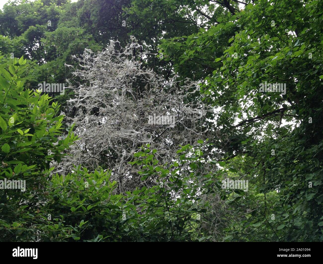 Trees / Bushes covered in Webs by the Ermine Moth (Gespinstmotte) looking spooky/scary in a Berlin Public Park Stock Photo