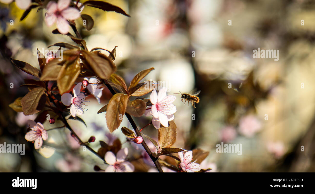 Honey Bee flying in front of pink blossom/flower collecting nectar in ...