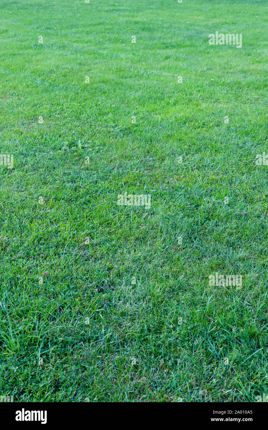 Green grass texture. Outdoor lawn field background. Clear grassland