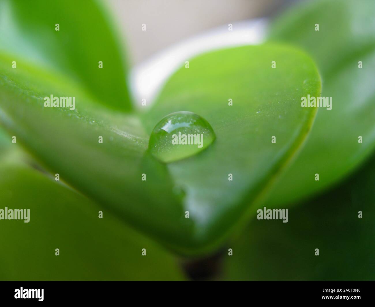One perfect Drop of Water on a Thick Green Leaf of the Houseplant Crassula ovata (jade plant, lucky plant, money plant or money tree), which is a succ Stock Photo