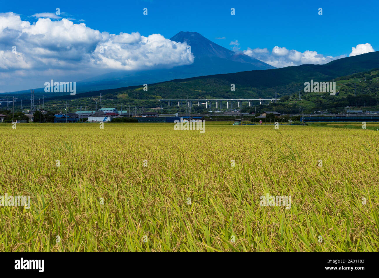 Japanese countryside landscape of rice field with Mt Fuji on the background on sunny day. Rural Japan farmlands Stock Photo
