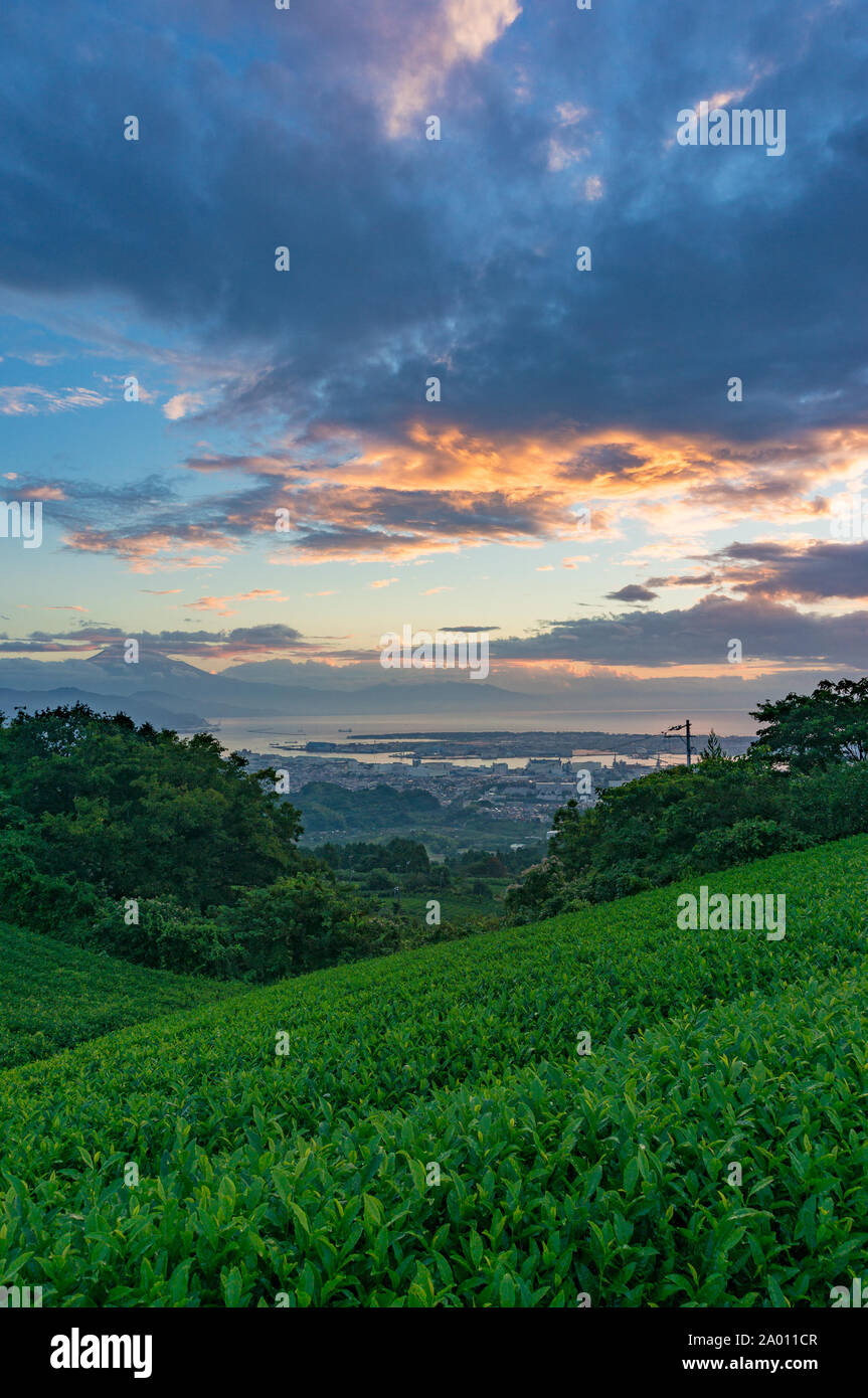 Beautiful sunrise on green tea plantation terraces with mountains view and iconic Mount Fuji volcano and Suruga Bay on the background. Nihondaira, Shi Stock Photo