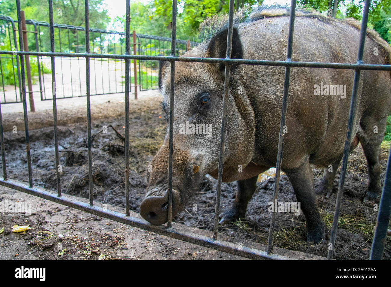 Kharkiv Zoo is the state zoological park in Kharkiv, the oldest in Ukraine. It was opened in