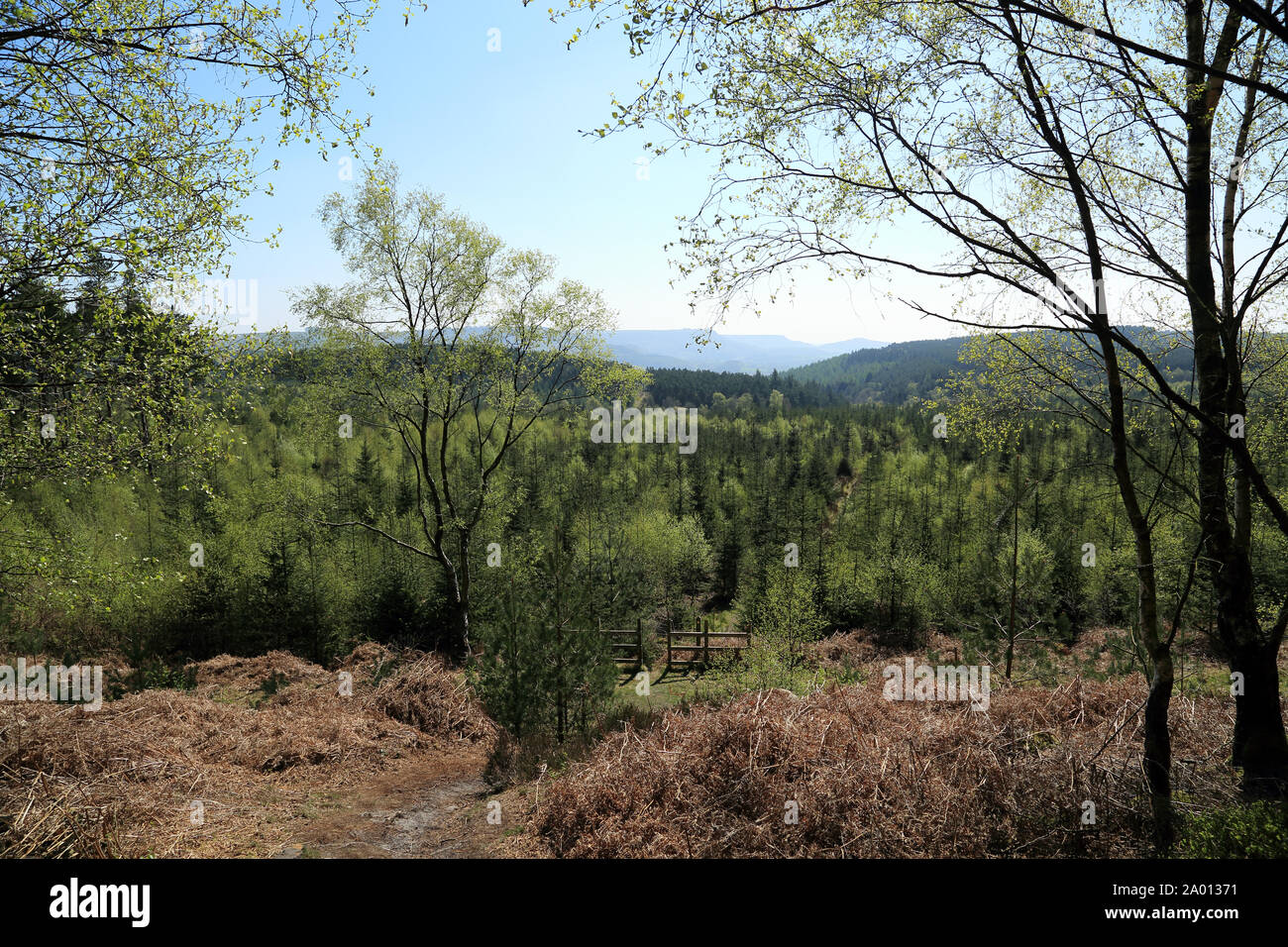 Views across woodland in Boltby Woods, Boltby, Thirsk, North Yorkshire