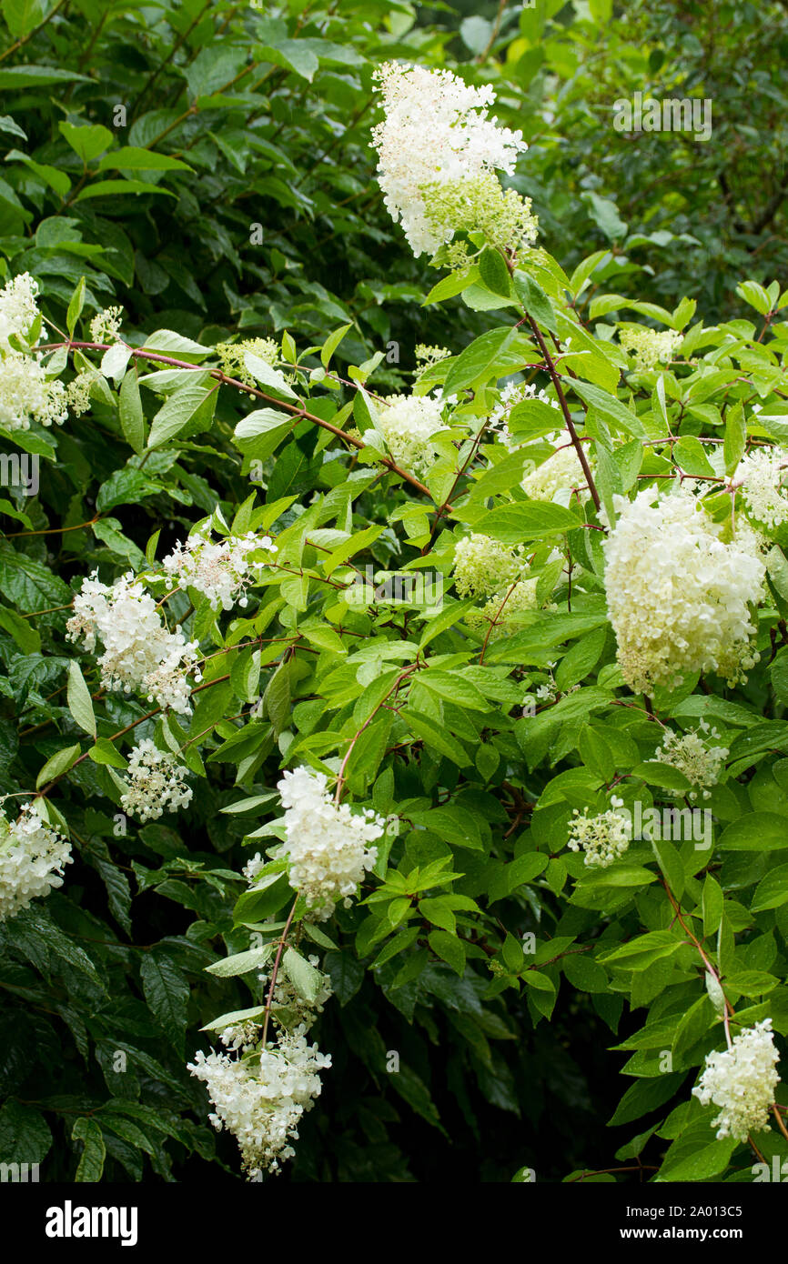 Hydrangea white colour hi-res stock photography and images - Alamy