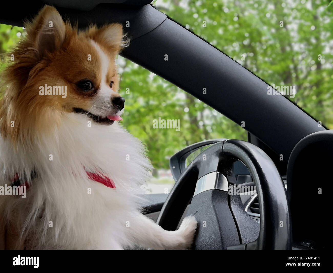 How Long Can You Drive With A Dog In The Car