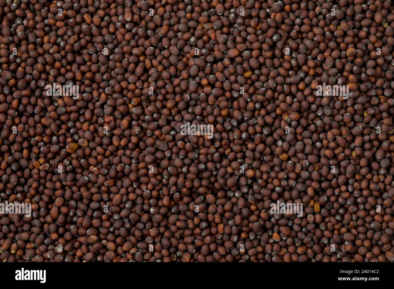Brown mustard seed full frame Stock Photo Alamy