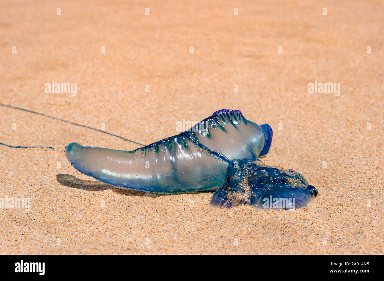 Blue bottle, Portuguese man of war, or floating terror jellyfish laying on a sandy shore. Close up, macro Stock Photo