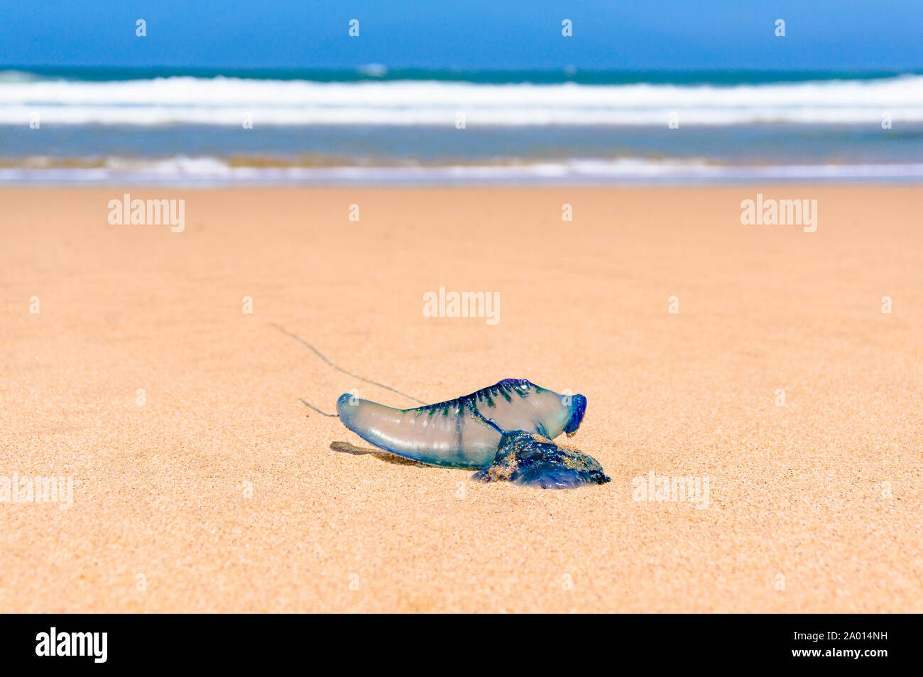 Close up of blue bottle, Portuguese man of war, or floating terror jelly fish on sandy shore with ocean on the background Stock Photo