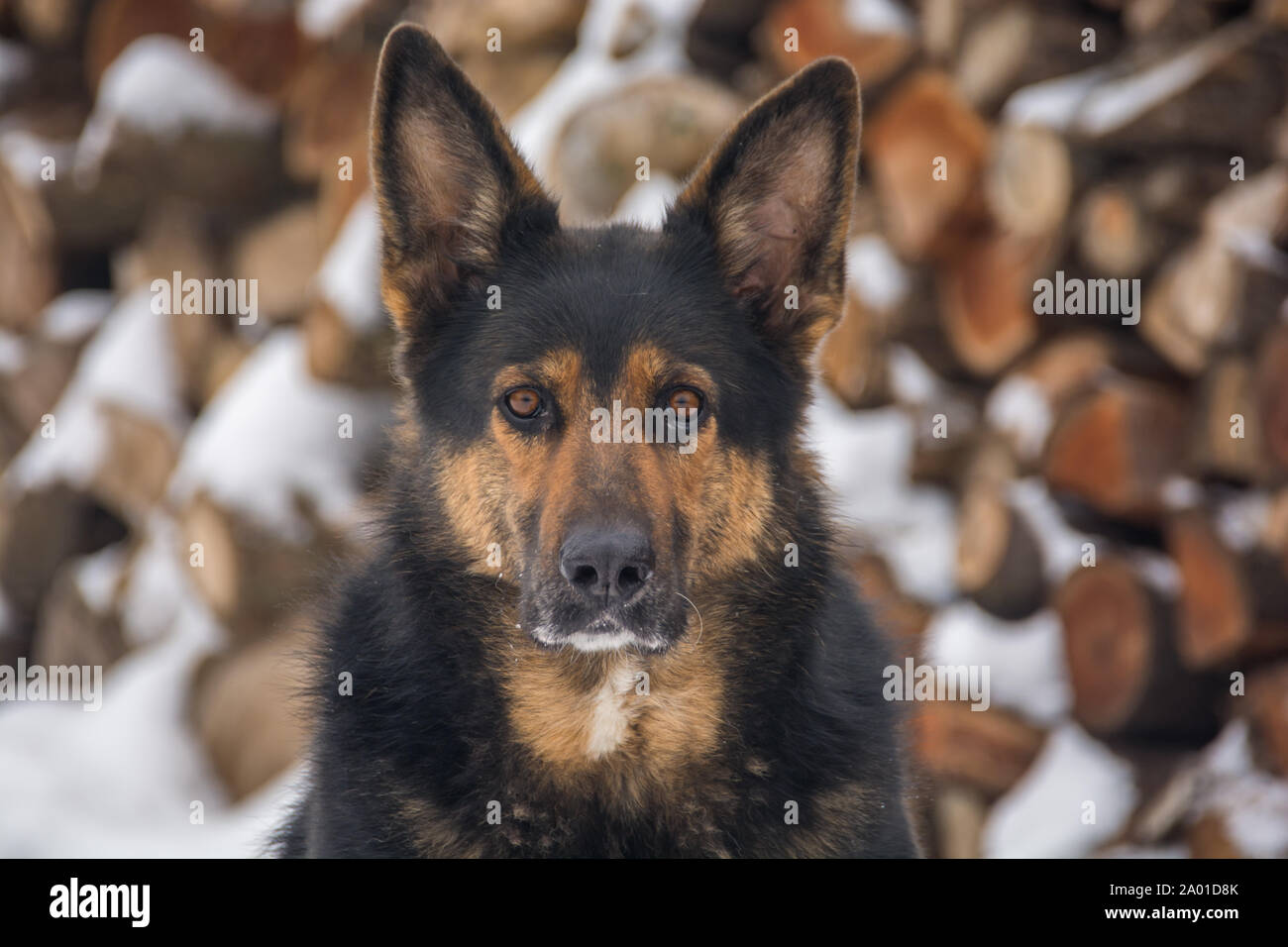 Portrait of a big dog in front of snowy background Stock Photo - Alamy