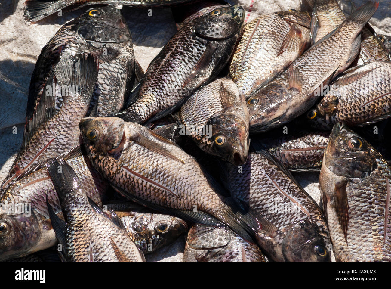Fish caught from Elephant Marsh, Malawi Stock Photo