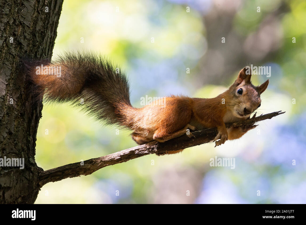 Red squirrel, Sciurus vulgaris, Cute arboreal, omnivorous rodent with long tail, climbing in the tree. Portrait of eurasian squirrel in natural enviro Stock Photo