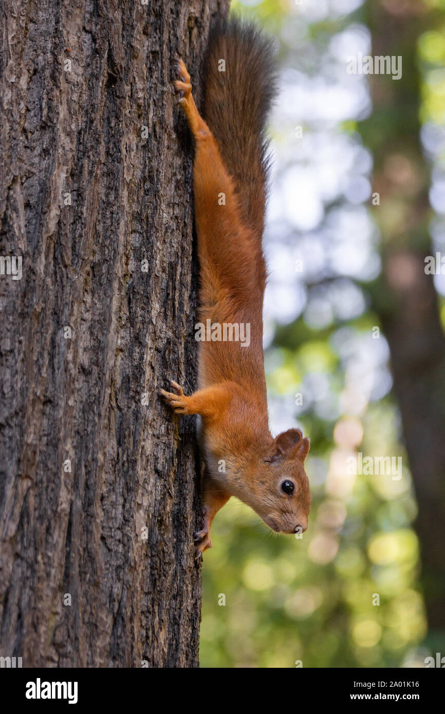 Red squirrel, Sciurus vulgaris, Cute arboreal, omnivorous rodent with long tail, climbing in the tree. Portrait of eurasian squirrel in natural enviro Stock Photo