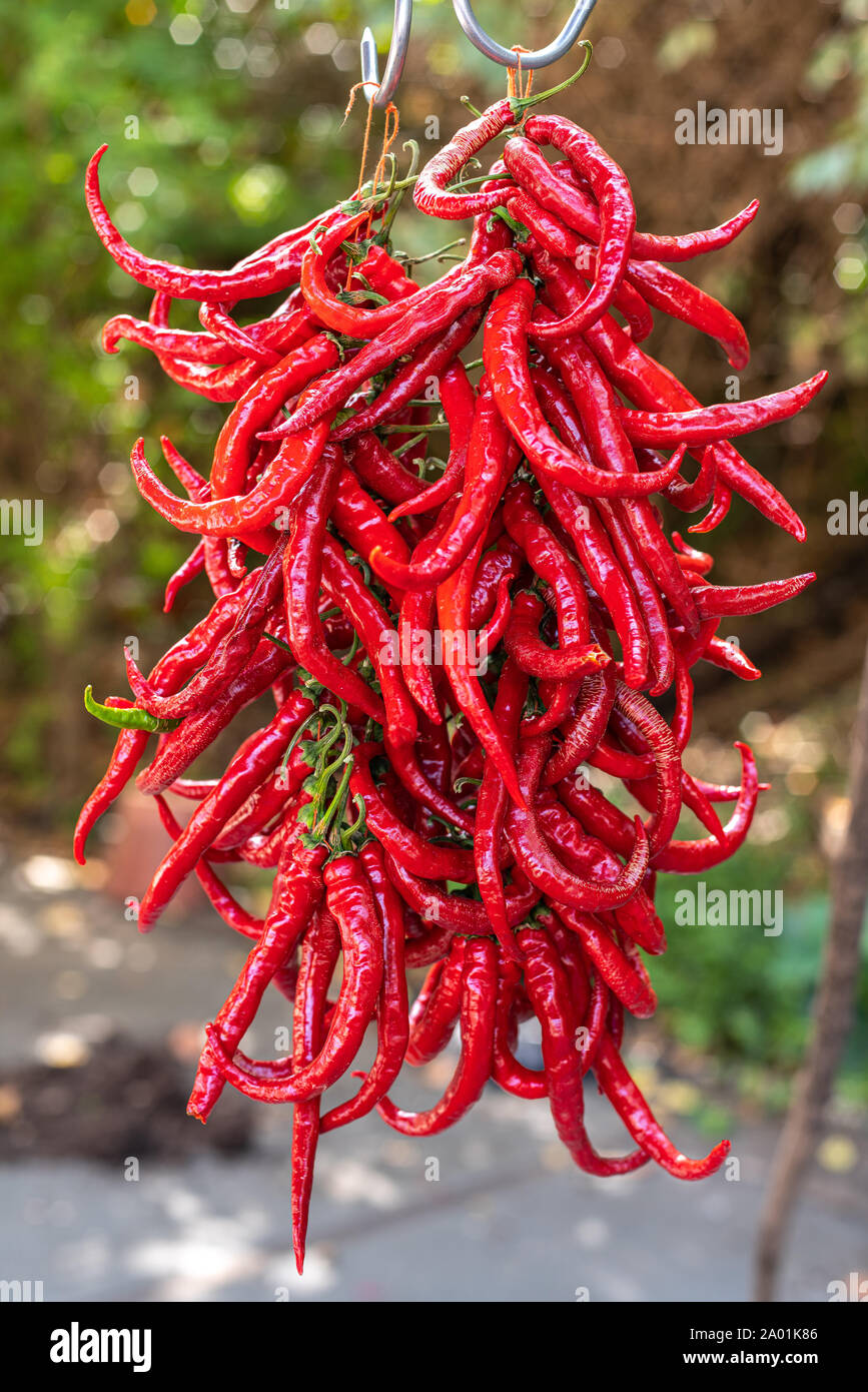 Red hot chili peppers hanging in drying Stock Photo