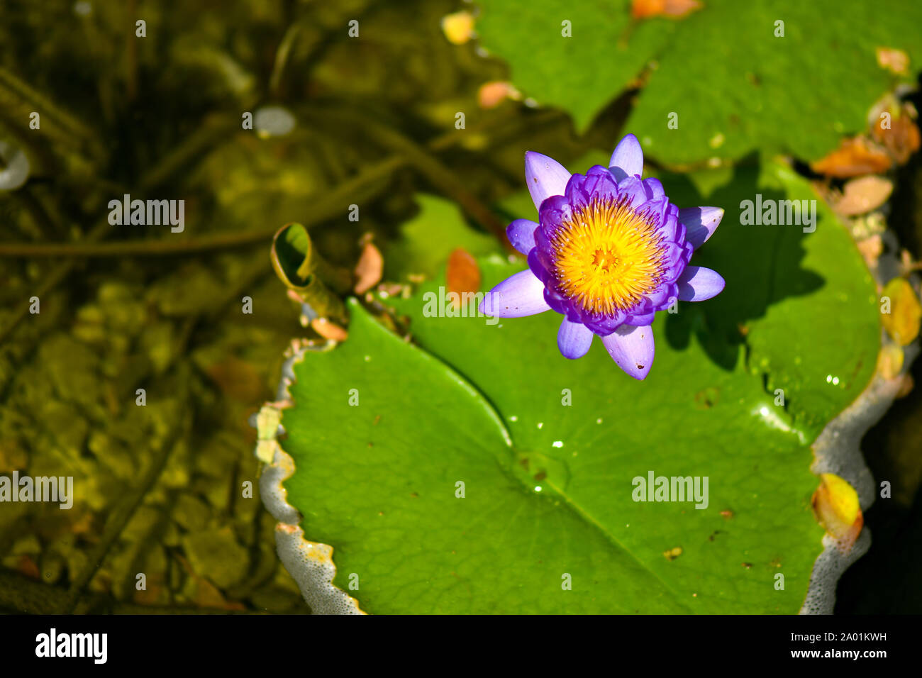 Purple lotus flower with green floating leaf background Stock Photo