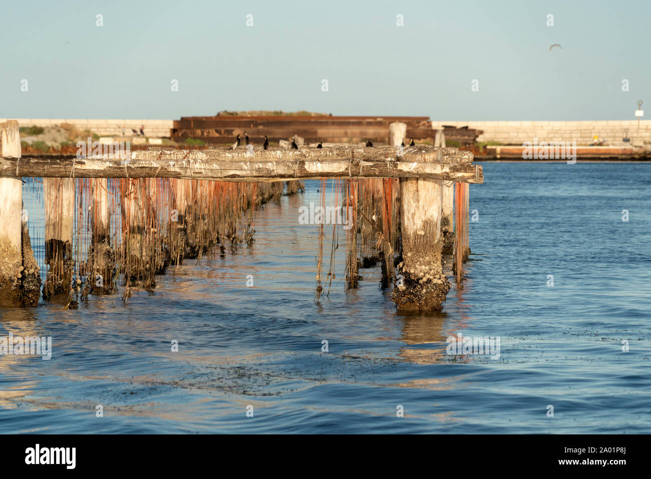 Mussels breeding in Venice Chioggia Italy Stock Photo Alamy