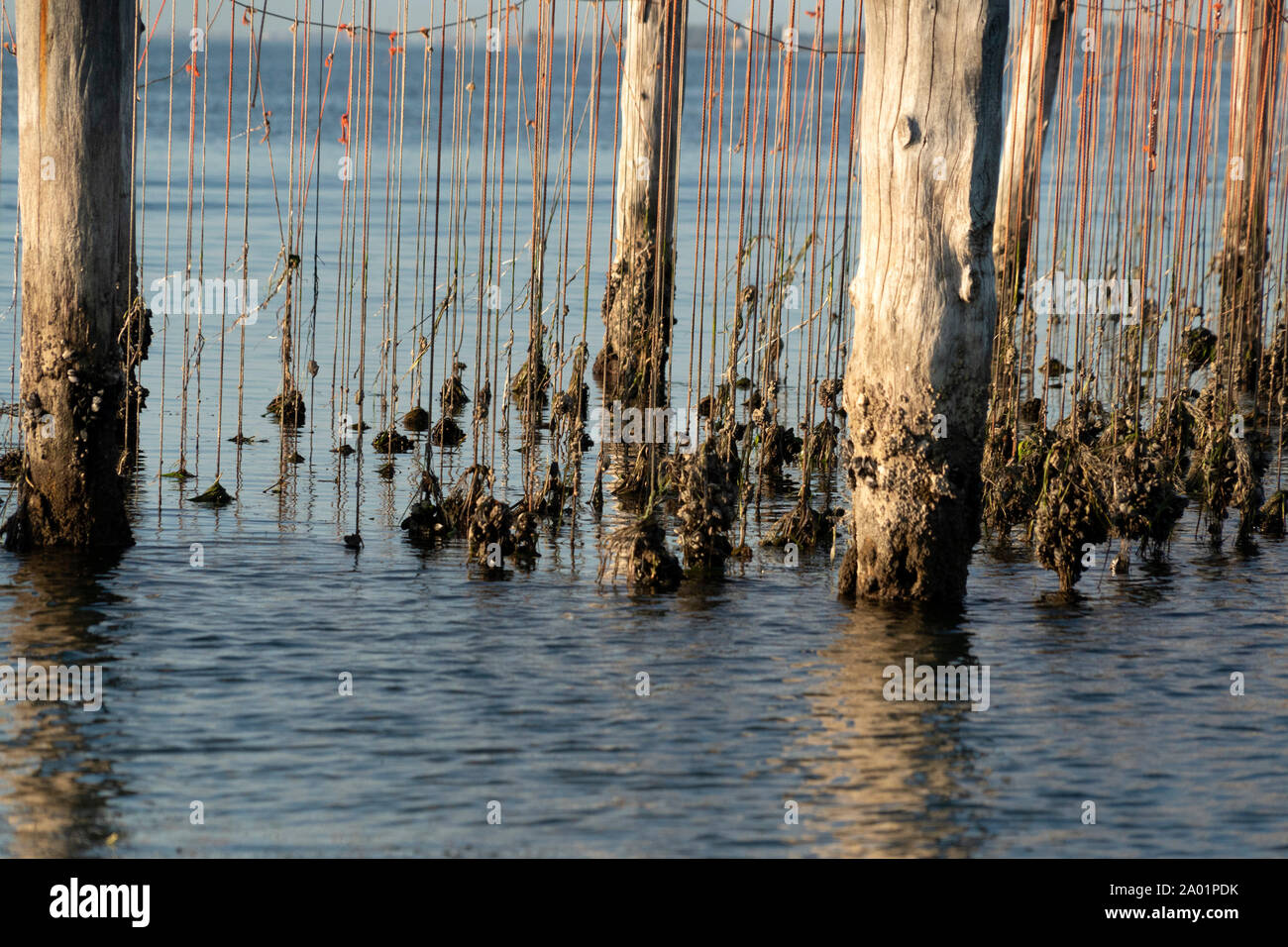 Mussels breeding in Venice Chioggia Italy Stock Photo Alamy