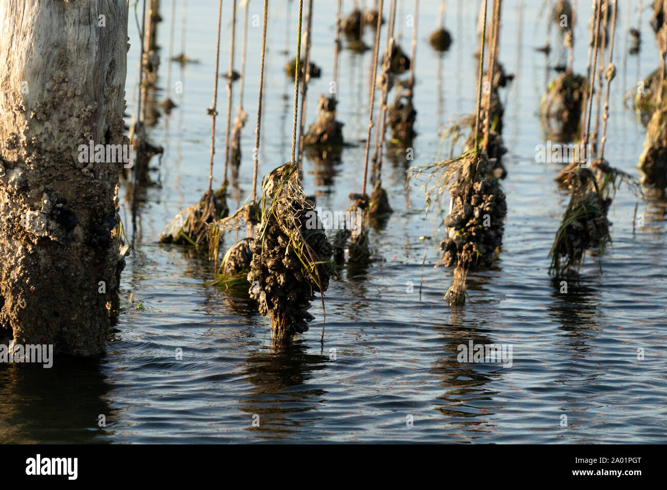 Mussels breeding in Venice Chioggia Italy Stock Photo Alamy