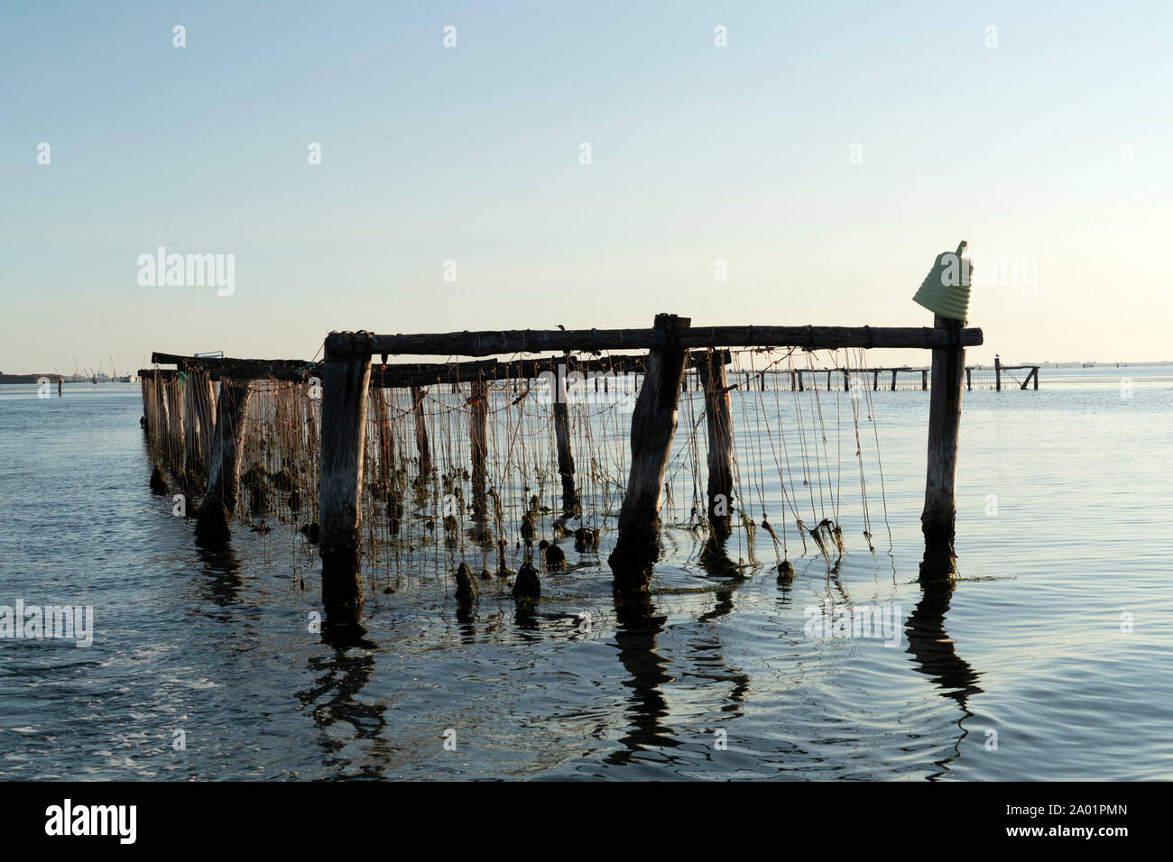 Breeding mussels hires stock photography and images Alamy