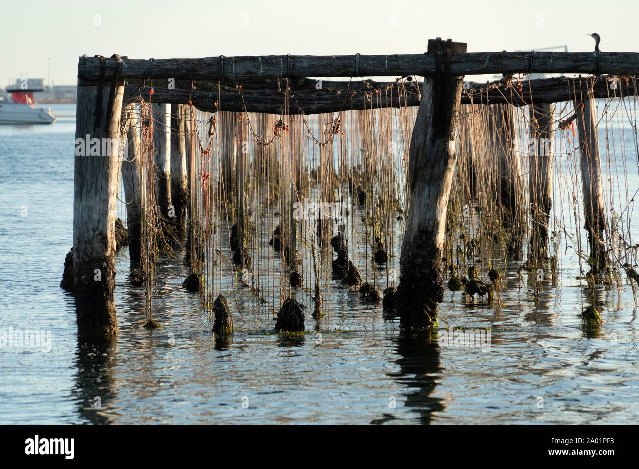 Mussels breeding in Venice Chioggia Italy Stock Photo Alamy