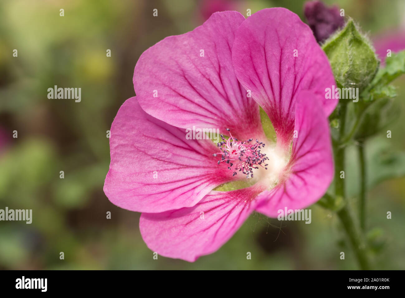 Roseneibisch Woodbridge with beautiful pink flower Stock Photo