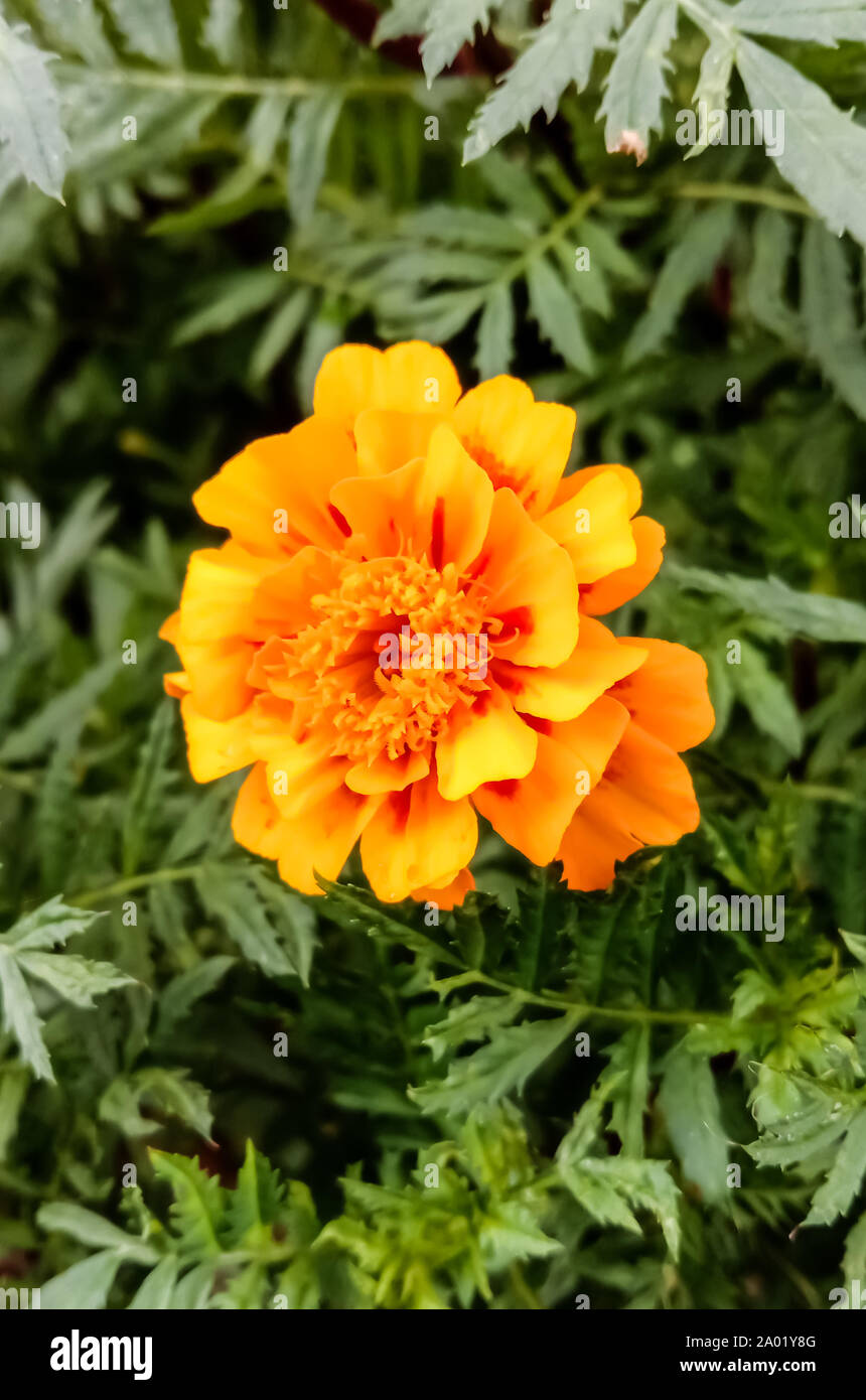 HD image of marigold flower shoot in india Stock Photo