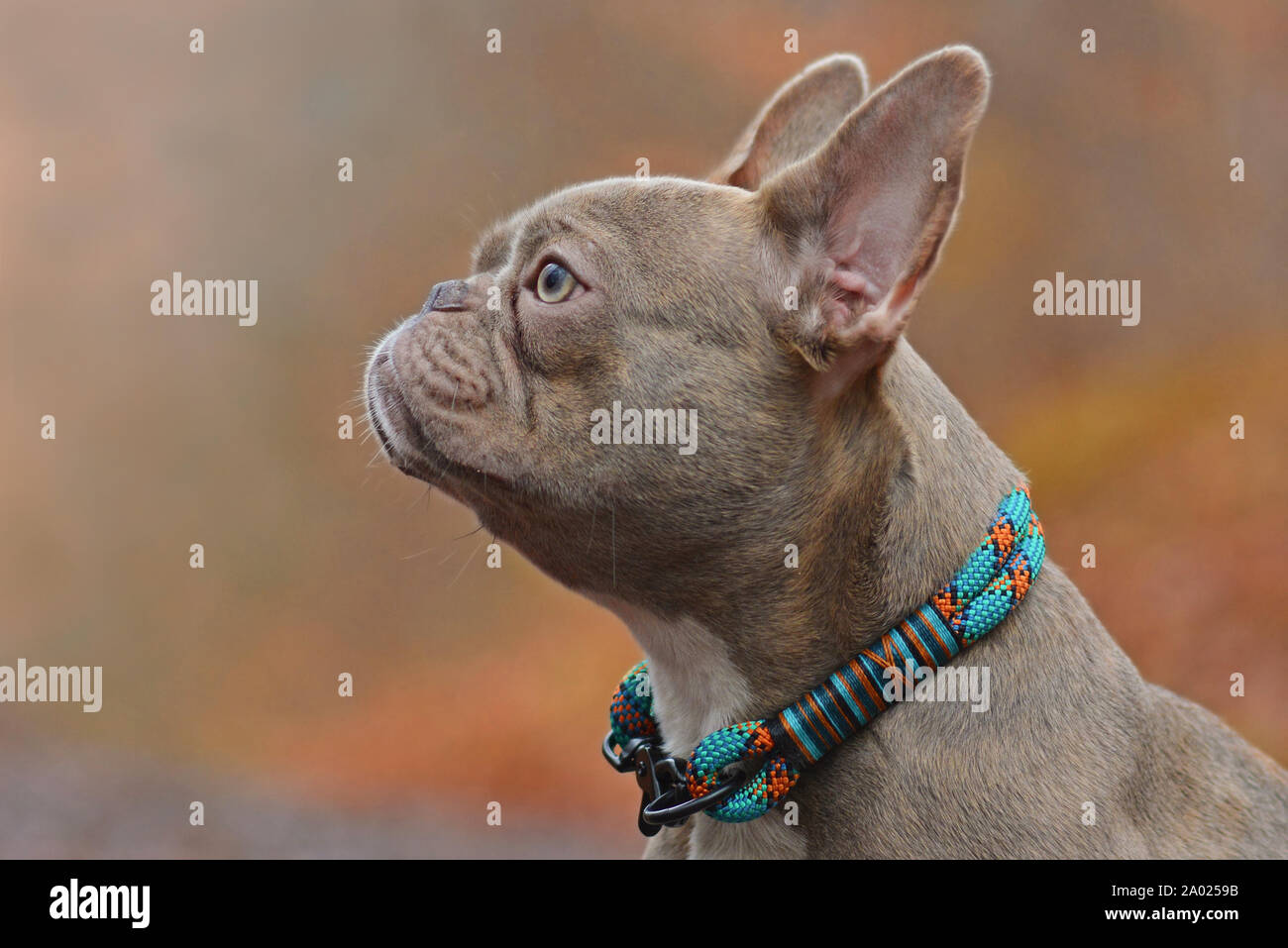 Profile side view of a rare colored lilac brindle female French Bulldog dog with light amber eyes wearing a self made colorful rope collar Stock Photo