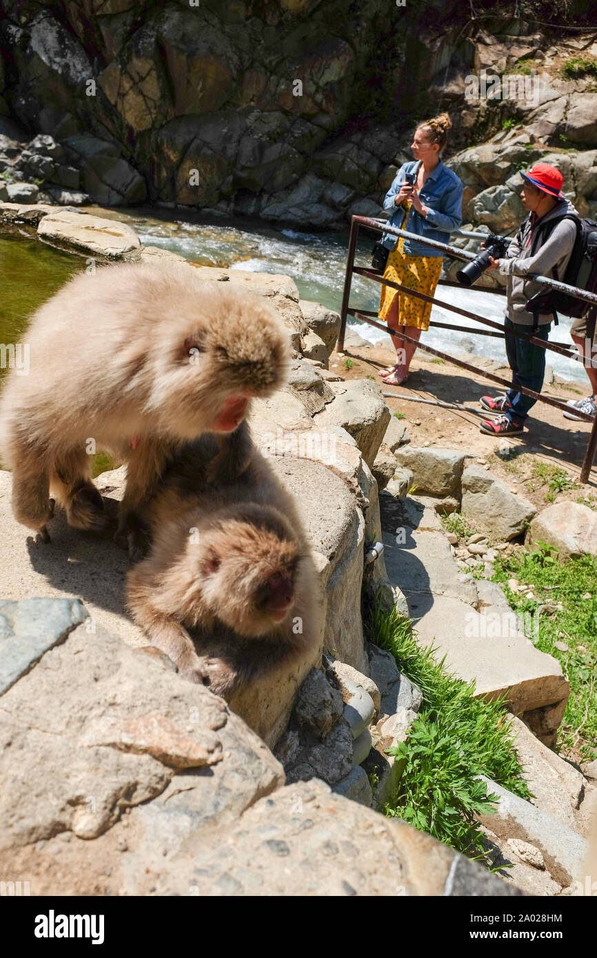 Jigokudani Monkey Park Yamanouchi Yudanaka Shibu Onsen Nagano Stock