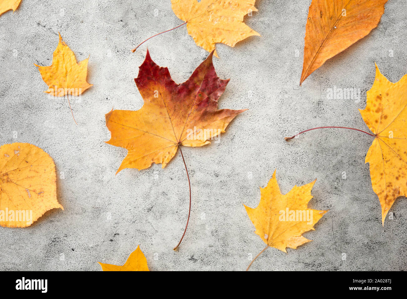 dry fallen autumn leaves on gray stone background Stock Photo