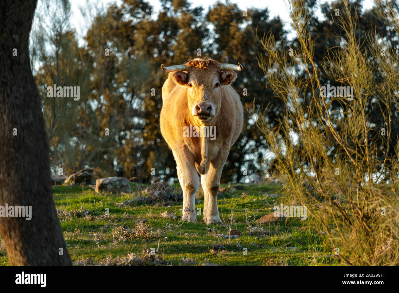 Brown and white cow staring at the camera in a wooded area Stock Photo