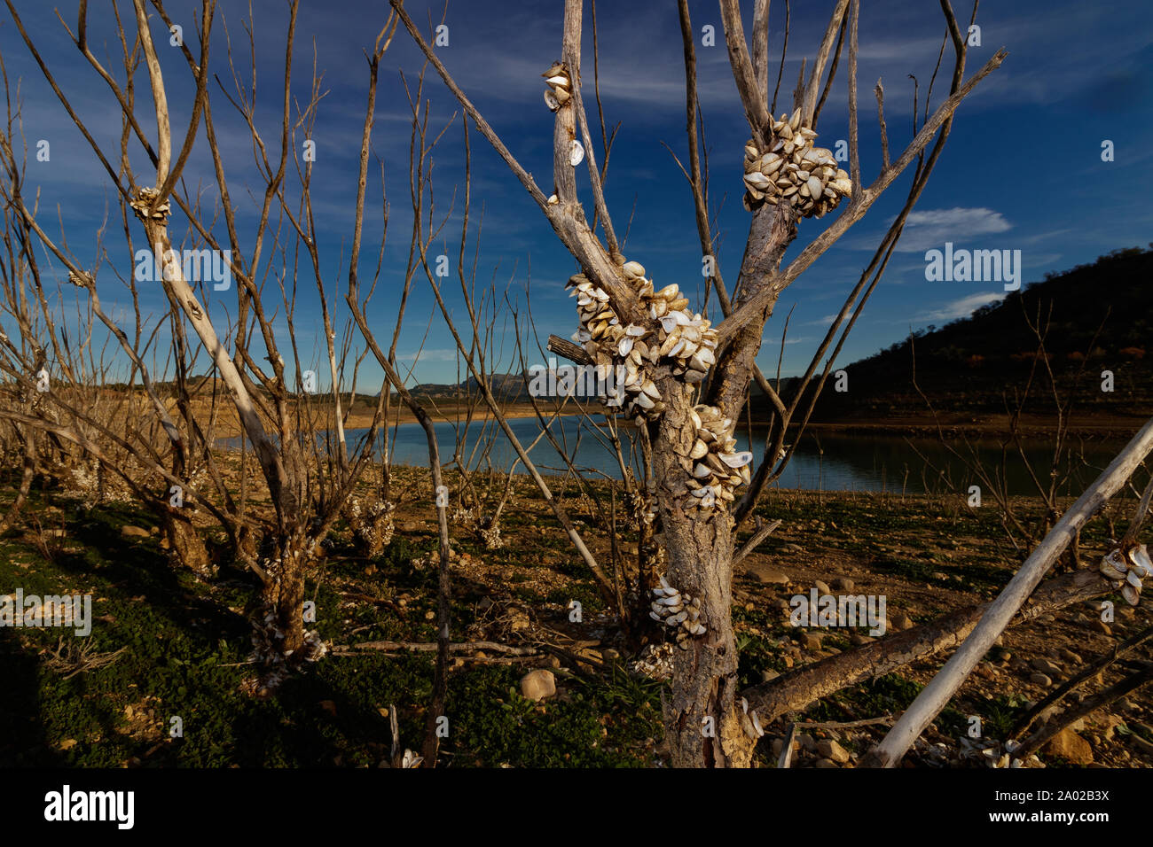 Crustaceans growing on a dead tree next to a reservoir in Granada Spain Stock Photo