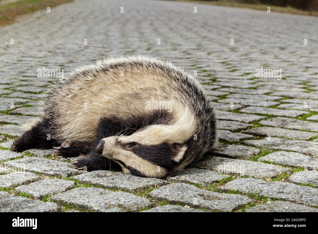 Dead Badger on a rural road Stock Photo Alamy