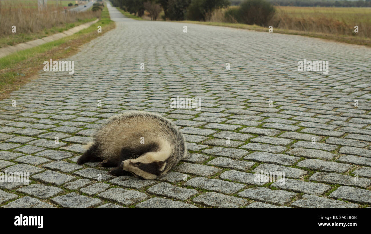 Dead Badger on cobble stone road in Portugal Stock Photo Alamy